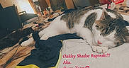Oakley Shadoe is registered to the contest to win money with this photo: cat, sleeping, bed, clothing, indoor, furniture, blanket, household, cozy, pet, resting, tabby, white, pink_nose, domestic, relaxing, soft_light, messy, room, personal