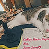 cat, sleeping, bed, clothing, indoor, furniture, blanket, household, cozy, pet, resting, tabby, white, pink_nose, domestic, relaxing, soft_light, messy, room, personal