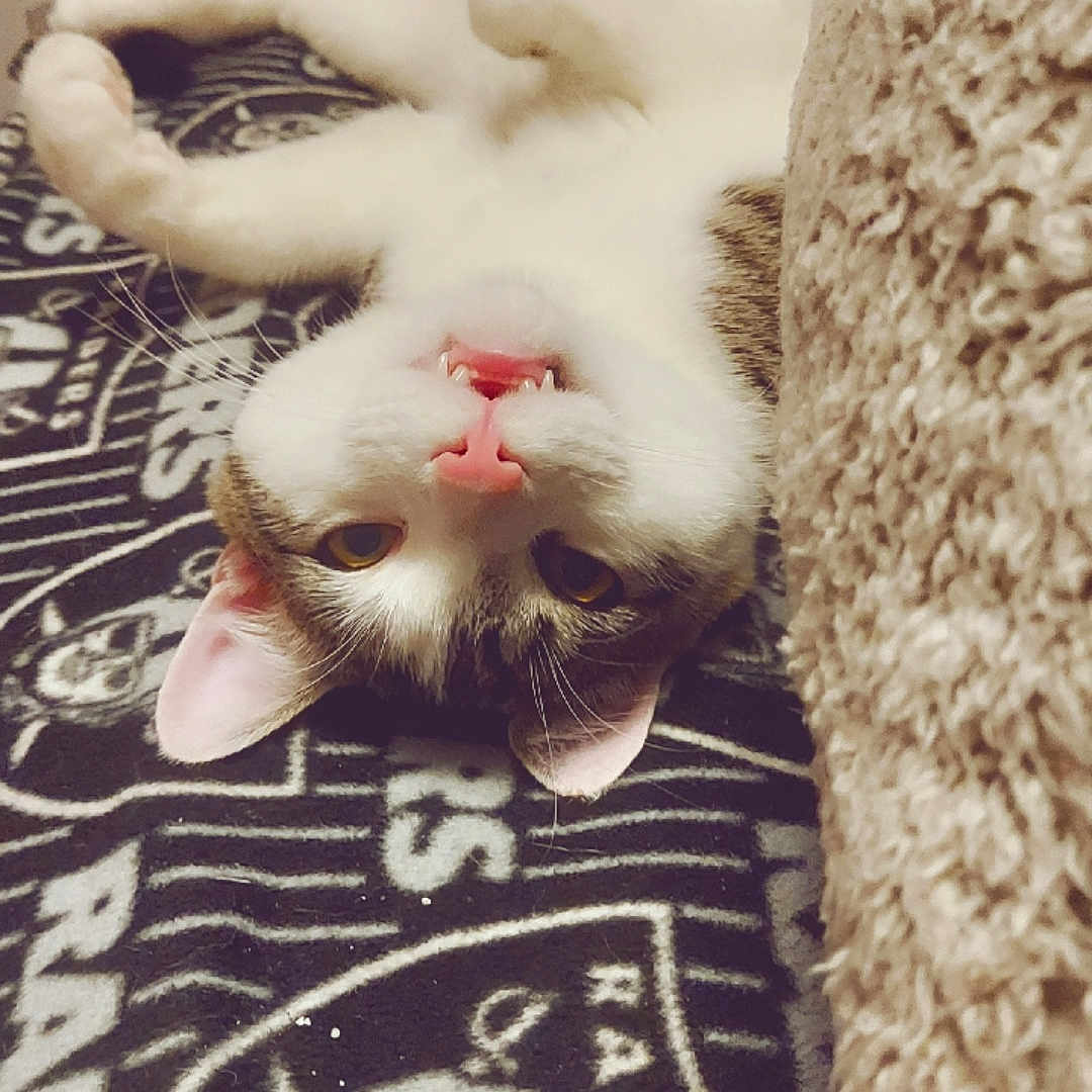 Oakley Shadoe joined the competition — help win amazing prizes! cat, upside_down, blanket, raiders_logo, pet, feline, indoor, cozy, pink_nose, fangs, playful, fur, whiskers, ears, relaxed, texture, close_up, animal, cute, resting