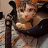 Oakley Shadoe joined the competition — help win amazing prizes! cat, tabby_cat, handbag, black_bag, jeans, ripped_jeans, clothing, indoor, pet, animal, orange_eyes, whiskers, fur, curious, resting, closeup, texture, casual, fashion, accessory
