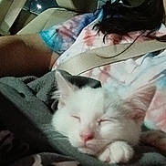 Dasie Mae is registered to the contest to win money with this photo: animal, blanket, car_interior, cat, closeup, comfort, cozy, fur, headrest, indoor, kitten, night, paw, person, pet, resting, seatbelt, sleeping, tie_dye_shirt, window