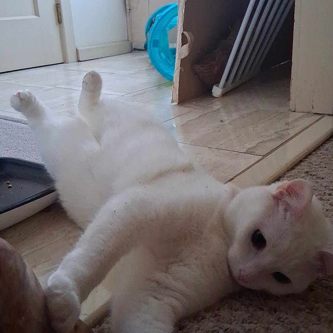 Dasie Mae is registered to the contest to win money with this photo: animal, carpet, cat, closeup, curious, cute, domestic, door, feline, floor, fur, home, household, indoor, paw, pet, playful, relaxed, stretching, white_cat