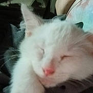 Dasie Mae joined the competition — help win amazing prizes! cat, white_cat, sleeping, paw, close_up, pet, animal, indoor, car, night, cozy, relaxed, fur, cute, domestic_animal, resting, feline, portrait, blurred, human_arm