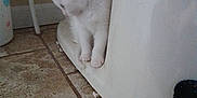 Dasie Mae joined the competition — help win amazing prizes! kitten, cat, white_cat, toilet, bathroom, tile_floor, curious, small_animal, pet, indoor, floor, paws, white_fur, cute, animal, home, exploring, feline, young_cat, corner