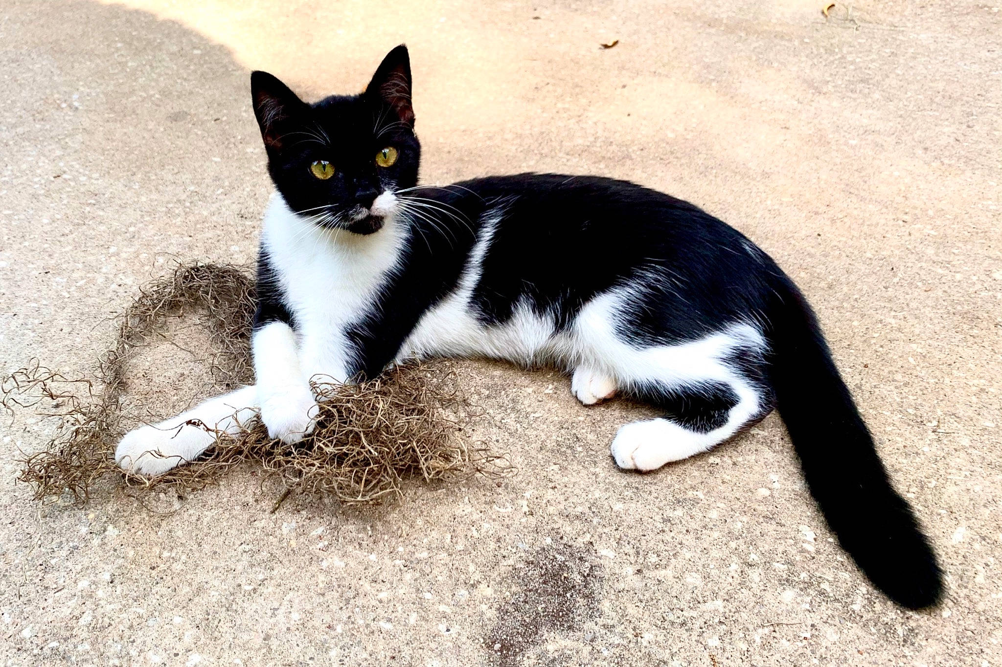 Bitty is registered to the contest to win money with this photo: asphalt, black_cat, carnivore, cat, claw, domestic_short_haired_cat, eye, felidae, foot, fur, grass, paw, road_surface, sand, sitting, small_to_medium_sized_cats, snout, tail, terrestrial_animal, whiskers