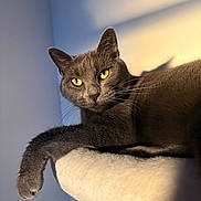 Tessy participe au concours pour gagner de l'argent avec cette photo : cat, grey_cat, yellow_eyes, fur, paw, whiskers, sunlight, shadow, indoor, perch, soft_texture, relaxed, feline, pet, closeup, portrait, animal, cozy, quiet, resting