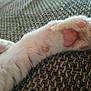 Nana a rejoint le concours — aidez-le/la à gagner de superbes lots ! carnivore, cat, claw, fawn, felidae, fur, leg, paw, polydactyl_cat, skin, small_to_medium_sized_cats, tail