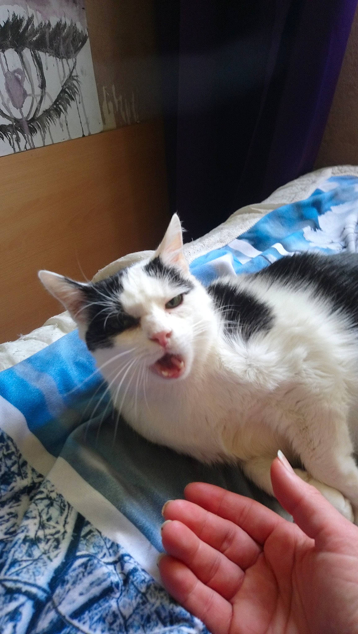 Crevette participe au concours pour gagner de l'argent avec cette photo : aegean_cat, american_wirehair, asian, carnivore, cat, domestic_short_haired_cat, ear, european_shorthair, felidae, fur, kitten, leg, nap, ojos_azules, person, polydactyl_cat, ragdoll, small_to_medium_sized_cats, turkish_van, whiskers