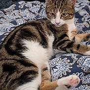 Alba participe au concours pour gagner de l'argent avec cette photo : cat, tabby_cat, pet, animal, feline, paw, pink_paw, fur, striped_fur, white_fur, lying_down, resting, blanket, patterned_blanket, indoor, cozy, relaxed, looking_away, close_up, domestic_animal