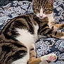 cat, tabby_cat, pet, animal, feline, paw, pink_paw, fur, striped_fur, white_fur, lying_down, resting, blanket, patterned_blanket, indoor, cozy, relaxed, looking_away, close_up, domestic_animal