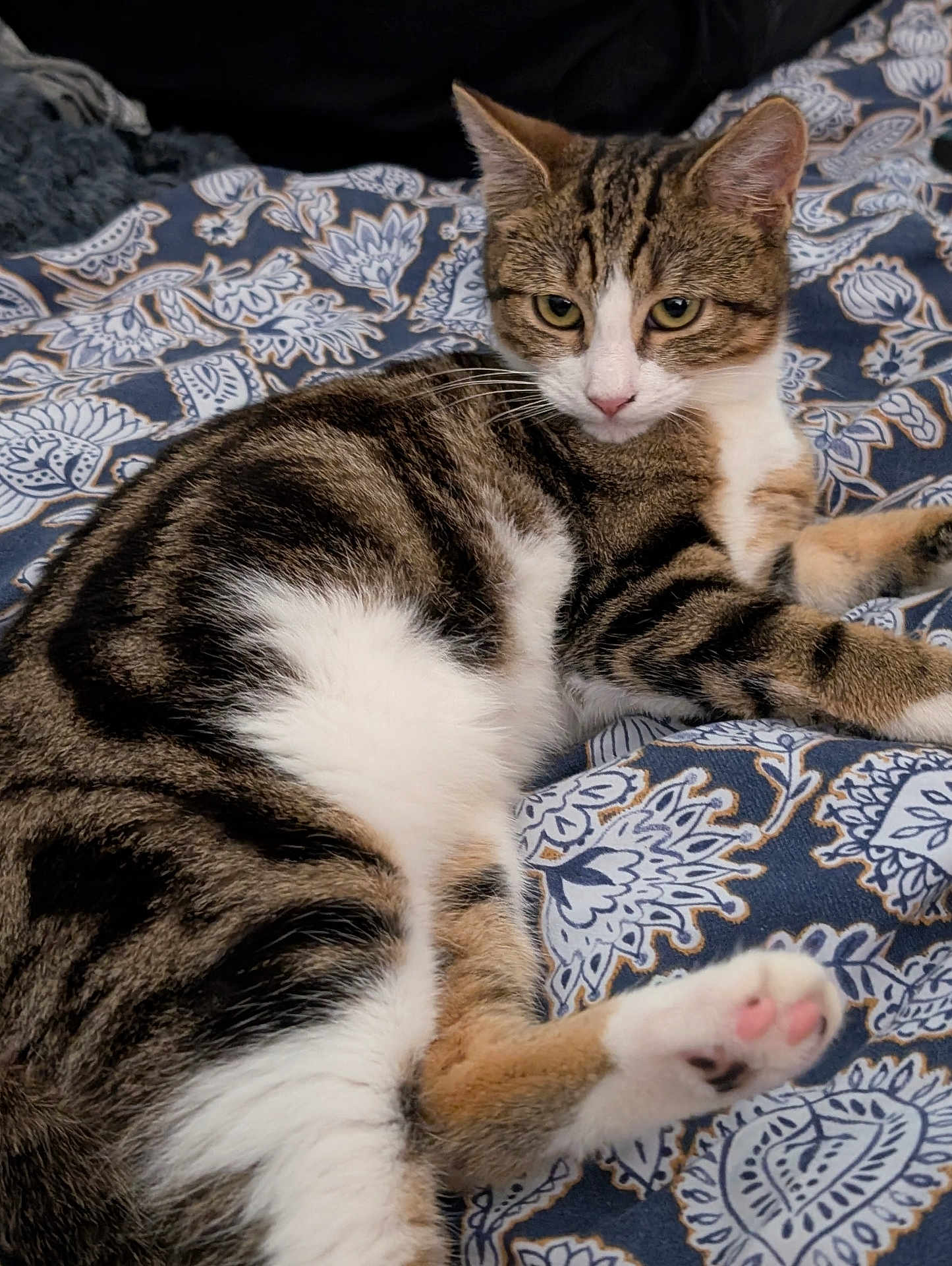 Alba participe au concours pour gagner de l'argent avec cette photo : cat, tabby_cat, pet, animal, feline, paw, pink_paw, fur, striped_fur, white_fur, lying_down, resting, blanket, patterned_blanket, indoor, cozy, relaxed, looking_away, close_up, domestic_animal