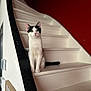 cat, black_and_white, staircase, indoor, pet, animal, curious, sitting, white, red_wall, feline, portrait, house, domestic, alert, paw, ears, tail, window, wall