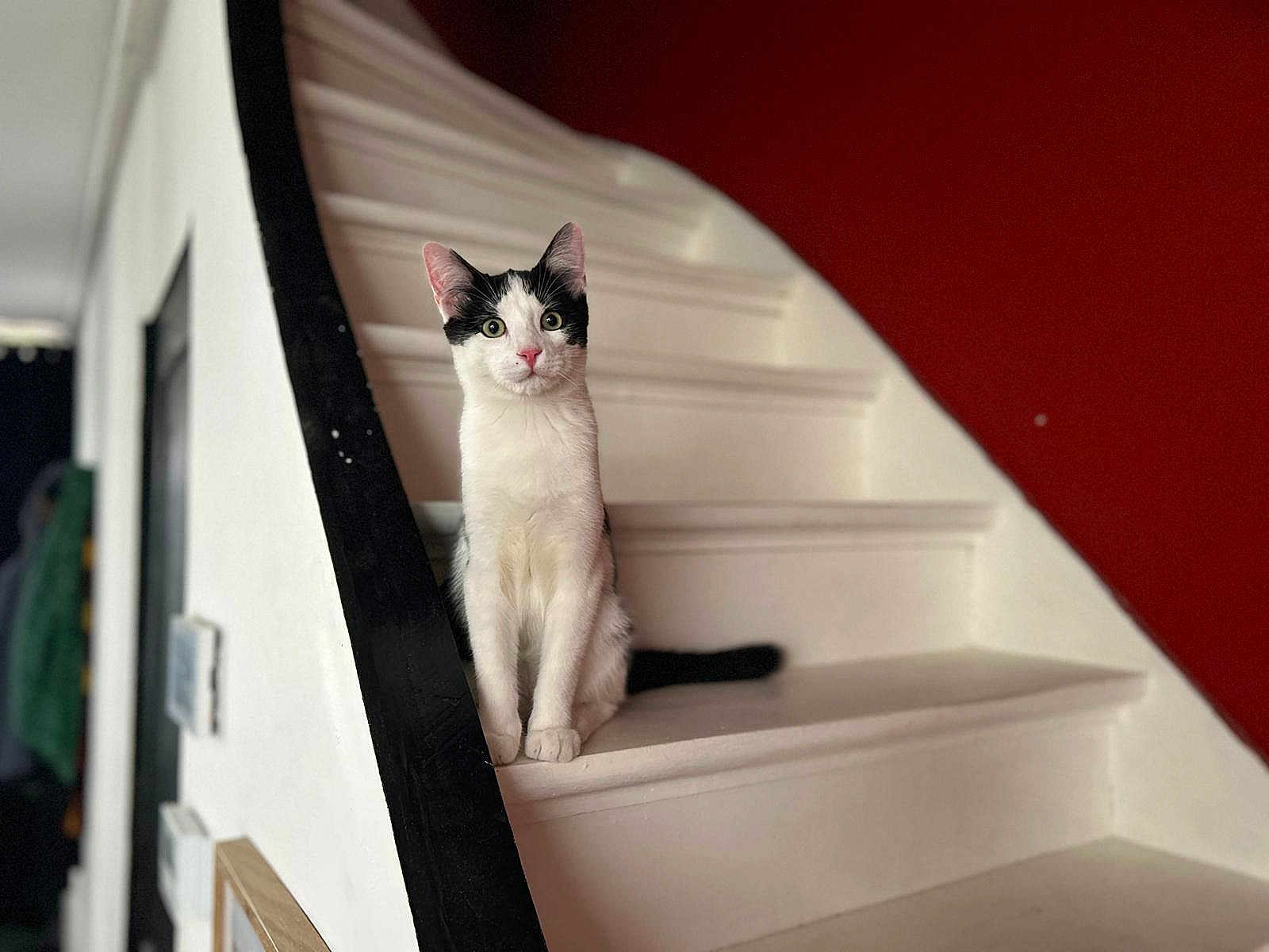 Merlin