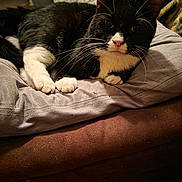 Precious joined the competition — help win amazing prizes! animal, black_and_white, cat, close_up, couch, cozy, curious, cushion, domestic, fur, furniture, indoor, mammal, pet, pink_nose, relaxing, resting, soft_texture, tuxedo_cat, whiskers