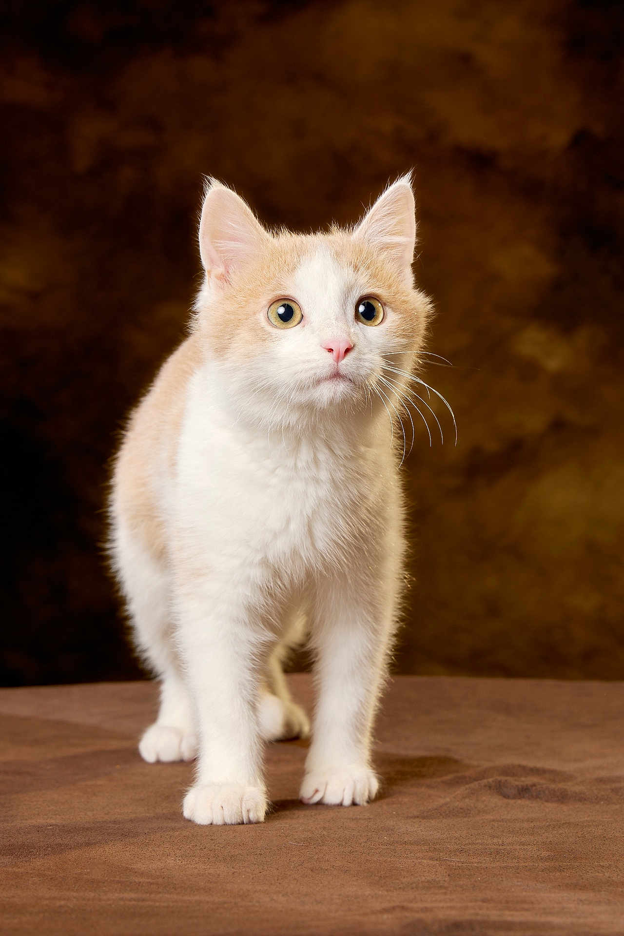 Wybie participe au concours pour gagner de l'argent avec cette photo : cat, feline, pet, cream_and_white, whiskers, pink_nose, ears, wide_eyes, curious, portrait, studio_photography, brown_background, soft_lighting, fur, paws, standing, domestic_cat, closeup, indoor, front_view