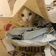 Wybie a rejoint le concours — aidez-le/la à gagner de superbes lots ! cat, kitten, bag, tote_bag, plastic_bag, paper_bag, indoor, closeup, blur, curious, eyes, face, pet, household, packaging, shopping, crumpled_paper, cozy, playful, portrait