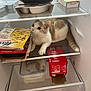 Wybie participe au concours pour gagner de l'argent avec cette photo : cat, fridge, shelf, cardboard_box, food_packaging, pet, indoor, curious, paw, tail, refrigerator_shelf, container, canned_drink, frozen_meal, kitchen, gaze, white_and_tan_cat, carton, plastic_container, playful