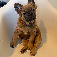 Remi is registered to the contest to win money with this photo: brown_fur, chair, collar, cute, dog, ears, indoor, looking_at_camera, modern_chair, paw, paws, pet, portrait, puppy, shadow, sitting, trash_can, wall, white_background, young