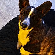 Doug a rejoint le concours — aidez-le/la à gagner de superbes lots ! animal, black_and_white, blanket, canine, companion, cozy, cute, dog, domestic, ears, fur, indoor, looking_up, mammal, paw, pet, portrait, relaxed, resting, snout