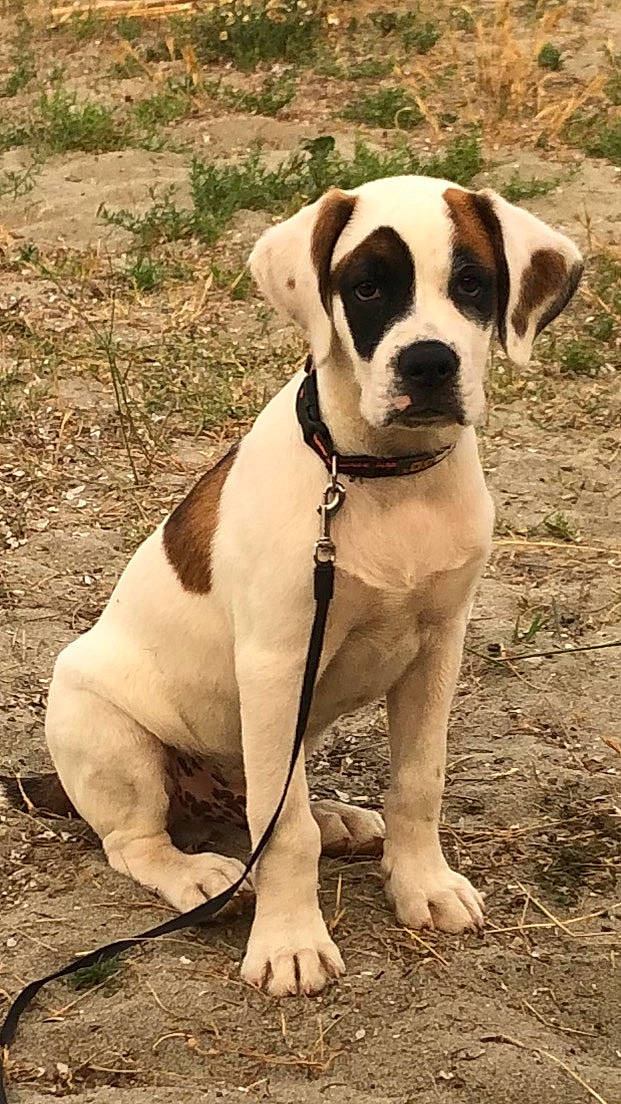 Snoopy participe au concours pour gagner de l'argent avec cette photo : boxer, canidae, carnivore, collar, companion_dog, dog, dog_breed, dog_collar, dog_supply, fawn, grass, molosser, pet_supply, plant, snout, sporting_group, terrestrial_animal, whiskers, working_animal, working_dog