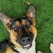 Bugsy is registered to the contest to win money with this photo: animal, black_and_tan, brown_eyes, closeup, dog, ears, fur, german_shepherd, grass, happy, lawn, lying_down, outdoor, pet, photography, playful, portrait, smiling, snout, teeth