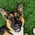 Bugsy