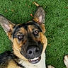 animal, black_and_tan, brown_eyes, closeup, dog, ears, fur, german_shepherd, grass, happy, lawn, lying_down, outdoor, pet, photography, playful, portrait, smiling, snout, teeth