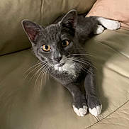 Oakley is registered to the contest to win money with this photo: animal, cat, close_up, couch, curious, cute, domestic_cat, feline, gray_cat, home, indoor, kitten, leather, looking, pet, relaxed, sitting, whiskers, white_paws, young_cat