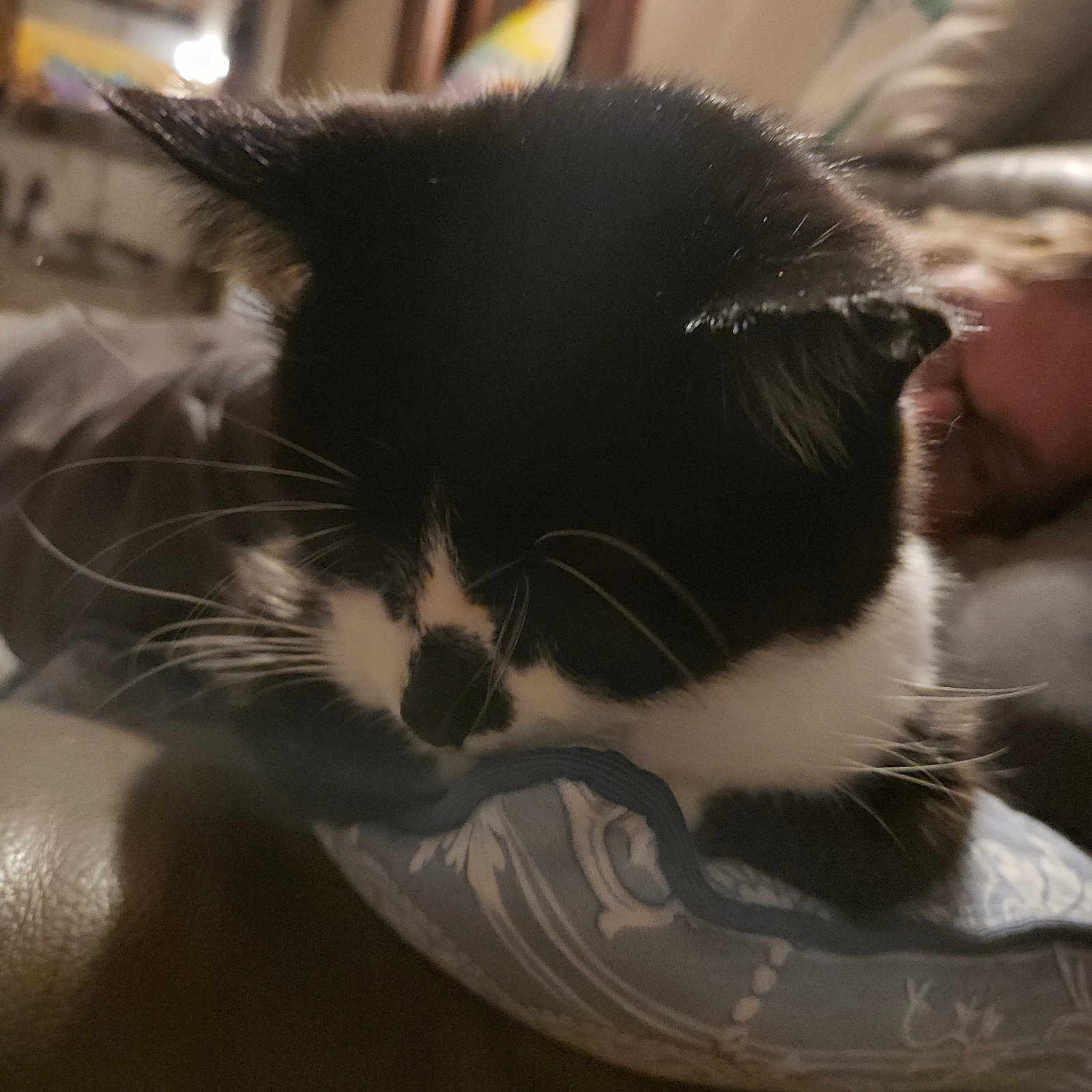 Roméo a rejoint le concours — aidez-le/la à gagner de superbes lots ! animal, architecture, blackcat, building, cat, chair, couch, cushion, face, furniture, head, homedecor, indoors, kitten, livingroom, manx, person, pet, room, sleeping