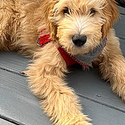 Sammie is registered to the contest to win money with this photo: dog, puppy, golden_doodle, fur, red_harness, bandana, wooden_deck, pet, animal, cute, fluffy, outdoor, laying_down, close_up, face, paw, canine, young, adorable, companion