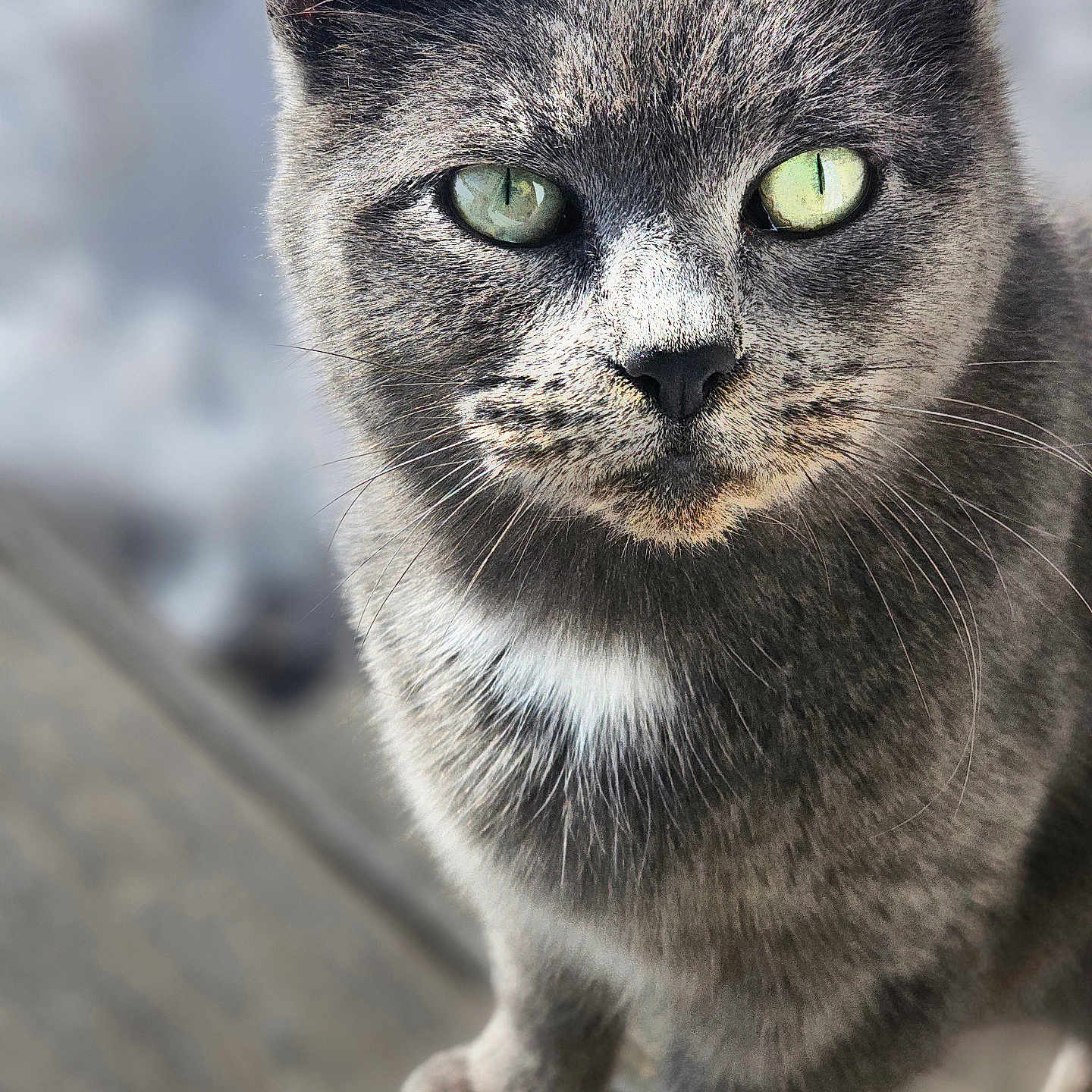 Casper joined the competition — help win amazing prizes! abyssinian, angora, animal, blackcat, brasssection, cat, egyptiancat, gray, horn, kitten, manx, musicalinstrument, pet, siamese, snout