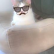 Simba a rejoint le concours — aidez-le/la à gagner de superbes lots ! abdomen, automotive_design, carnivore, cat, chest, comfort, eyewear, felidae, fur, glasses, goggles, head, human_body, jaw, small_to_medium_sized_cats, sunglasses, toy, trunk, vision_care, whiskers