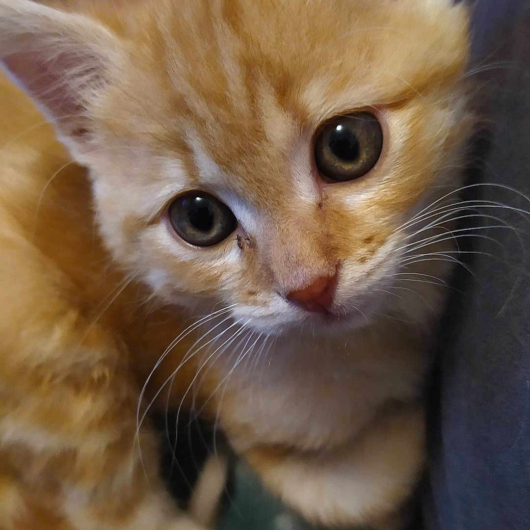 Simba a rejoint le concours — aidez-le/la à gagner de superbes lots ! animal, blanket, cat, close_up, curious, cute, domestic_cat, eyes, feline, fur, indoor, kitten, orange_tabby, paw, pet, resting, small, soft, whiskers, young