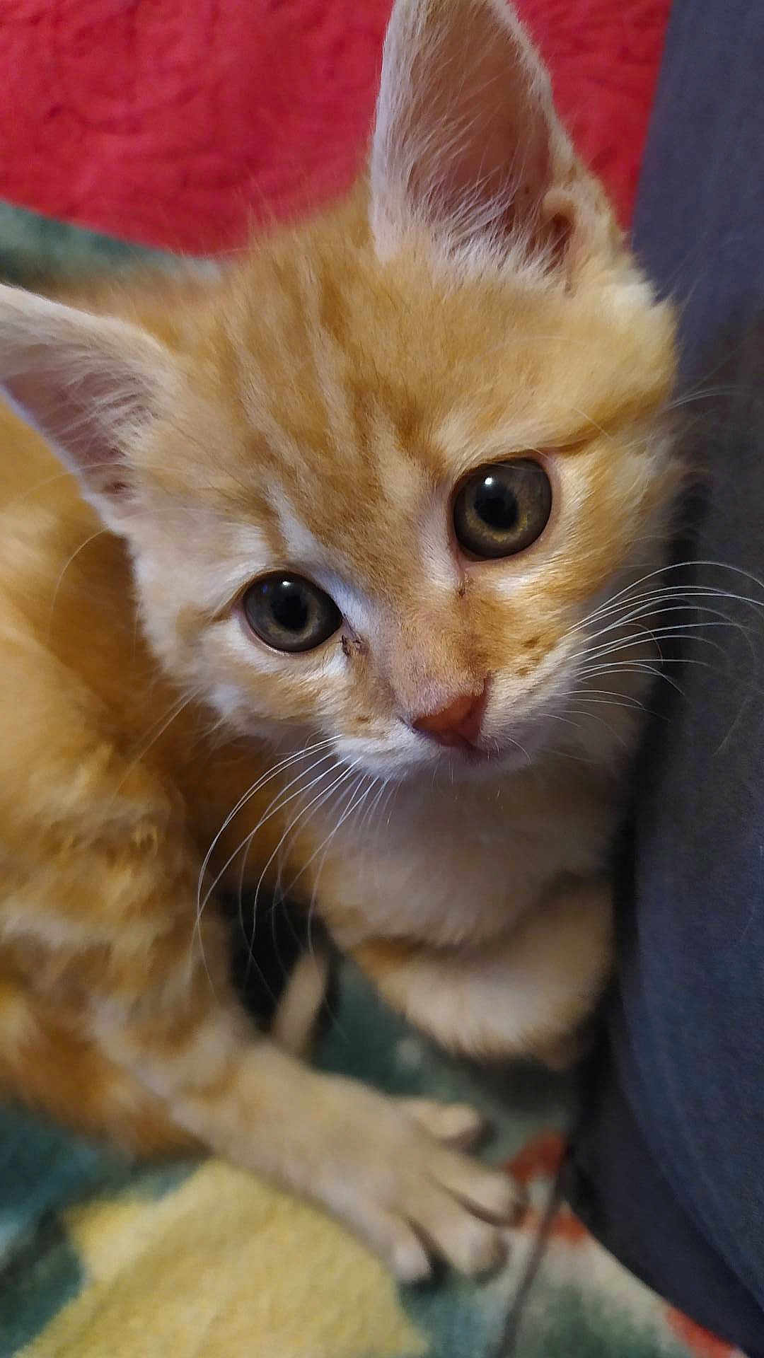 Simba a rejoint le concours — aidez-le/la à gagner de superbes lots ! kitten, cat, orange_tabby, close_up, whiskers, fur, cute, pet, animal, indoor, young, eyes, paw, curious, resting, blanket, soft, small, feline, domestic_cat