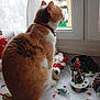 Bella participe au concours pour gagner de l'argent avec cette photo : cat, calico, window, christmas_decorations, miniature_trees, figurines, santa_claus, red_beads, indoor, curtains, feline, holiday, festive, decor, pets, looking_out, fur, collar, home, seasonal