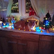 Bella participe au concours pour gagner de l'argent avec cette photo : cat, christmas_tree, lights, santa_figurine, window, curtain, cabinet, decoration, holiday, indoor, night, festive, ornament, animal, sleeping, wood, miniature, snow_decoration, glowing, cozy