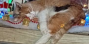 Bella a rejoint le concours — aidez-le/la à gagner de superbes lots ! cat, sleeping, christmas, ornaments, lights, santa_figure, holiday_decor, window, curtain, furniture, wood, indoor, decorations, beige, white, red, relaxing, cute, pet, festive