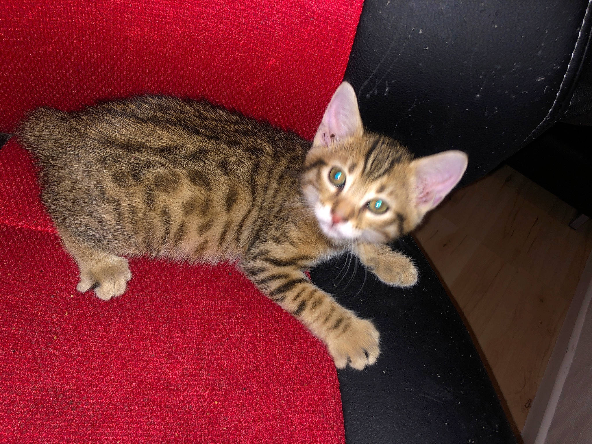 Alvin a rejoint le concours — aidez-le/la à gagner de superbes lots ! box, carnivore, cat, cat_supply, comfort, domestic_short_haired_cat, fawn, felidae, fur, paw, sitting, small_to_medium_sized_cats, snout, tail, terrestrial_animal, whiskers