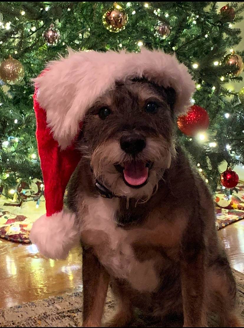 Sparky is registered to the contest to win money with this photo: border_terrier, canidae, carnivore, companion_dog, dog, dog_breed, irish_soft_coated_wheaten_terrier, mammal, miniature_schnauzer, morkie, puppy, rare_breed_dog, schnauzer, schnoodle, small_terrier, snout, sporting_group, standard_schnauzer, terrier, vertebrate