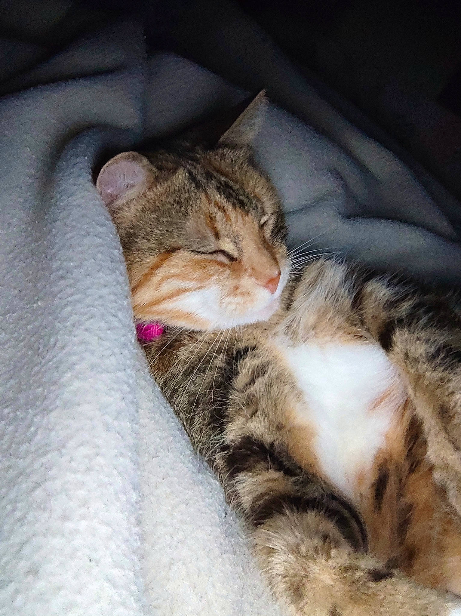 Toupoutoune participe au concours pour gagner de l'argent avec cette photo : carnivore, cat, claw, comfort, domestic_short_haired_cat, ear, fawn, felidae, fur, nap, paw, sleep, small_to_medium_sized_cats, snout, tail, terrestrial_animal, whiskers