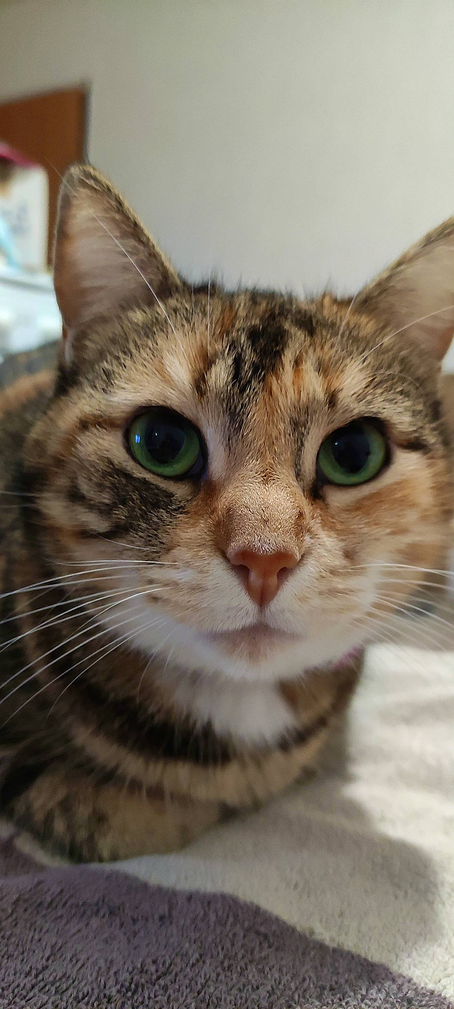 Toupoutoune a rejoint le concours — aidez-le/la à gagner de superbes lots ! carnivore, cat, domestic_short_haired_cat, door, eye, felidae, fur, small_to_medium_sized_cats, snout, terrestrial_animal, whiskers, wildlife, window