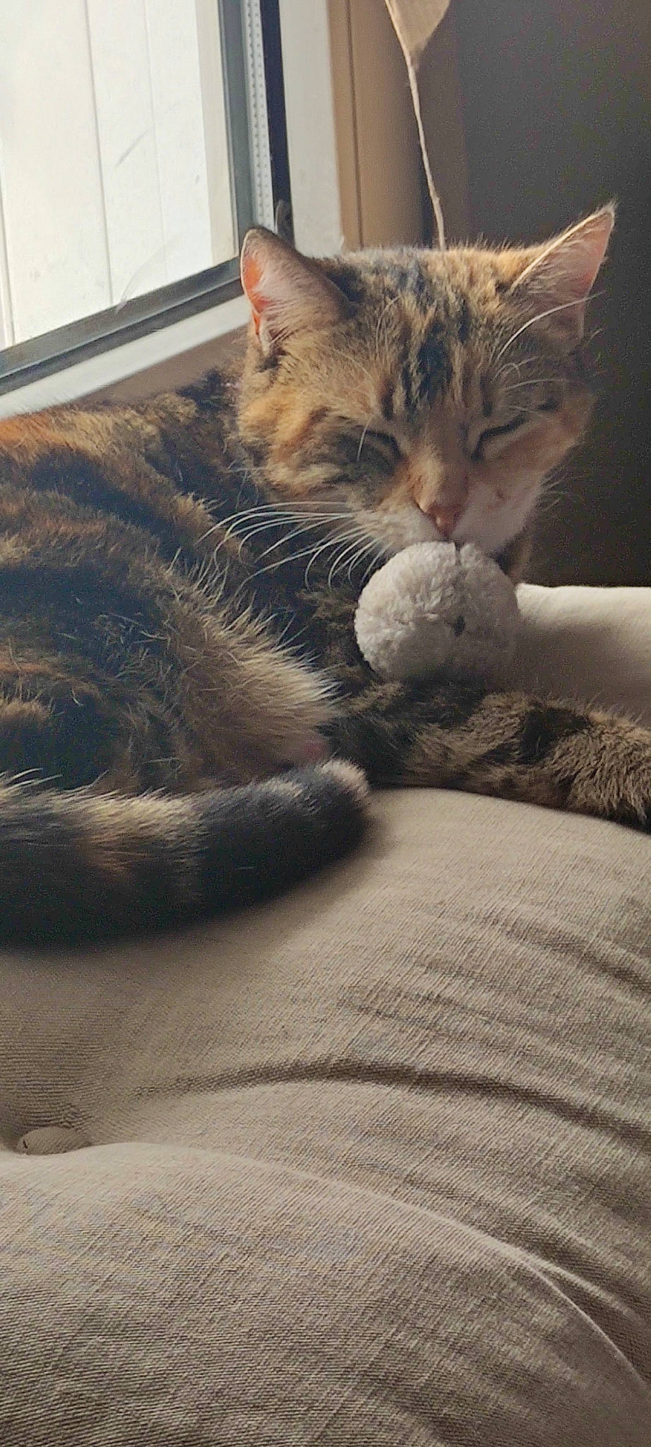 Toupoutoune participe au concours pour gagner de l'argent avec cette photo : bedding, carnivore, cat, claw, comfort, domestic_short_haired_cat, felidae, flooring, fur, linens, nap, paw, sitting, sleep, small_to_medium_sized_cats, snout, tail, whiskers, window, wood