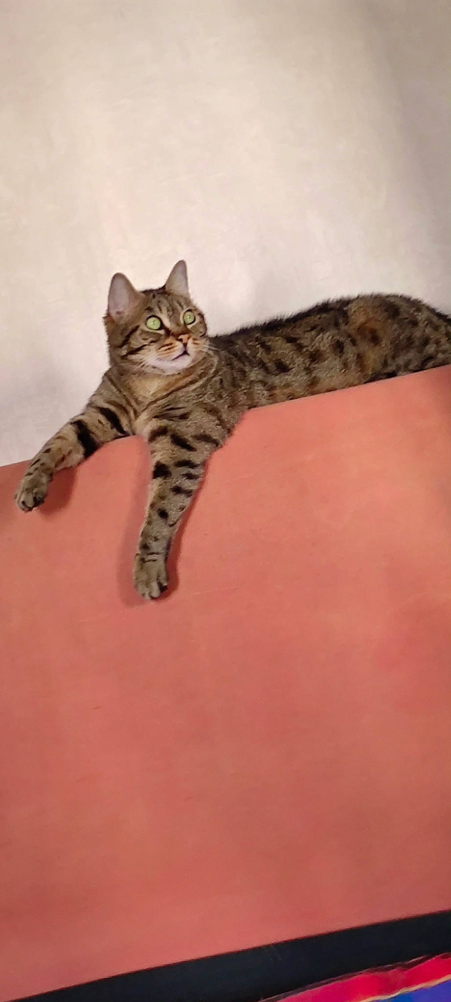 Groch' Tigrou participe au concours pour gagner de l'argent avec cette photo : carnivore, cat, claw, domestic_short_haired_cat, eye, felidae, foot, fur, head, paw, sitting, small_to_medium_sized_cats, tail, terrestrial_animal, whiskers, wildlife