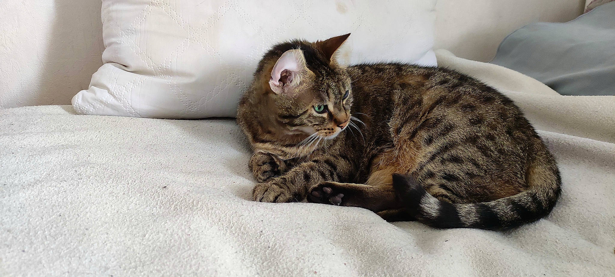 Groch' Tigrou a rejoint le concours — aidez-le/la à gagner de superbes lots ! carnivore, cat, cat_supply, claw, comfort, domestic_short_haired_cat, felidae, fur, paw, small_to_medium_sized_cats, terrestrial_animal, whiskers