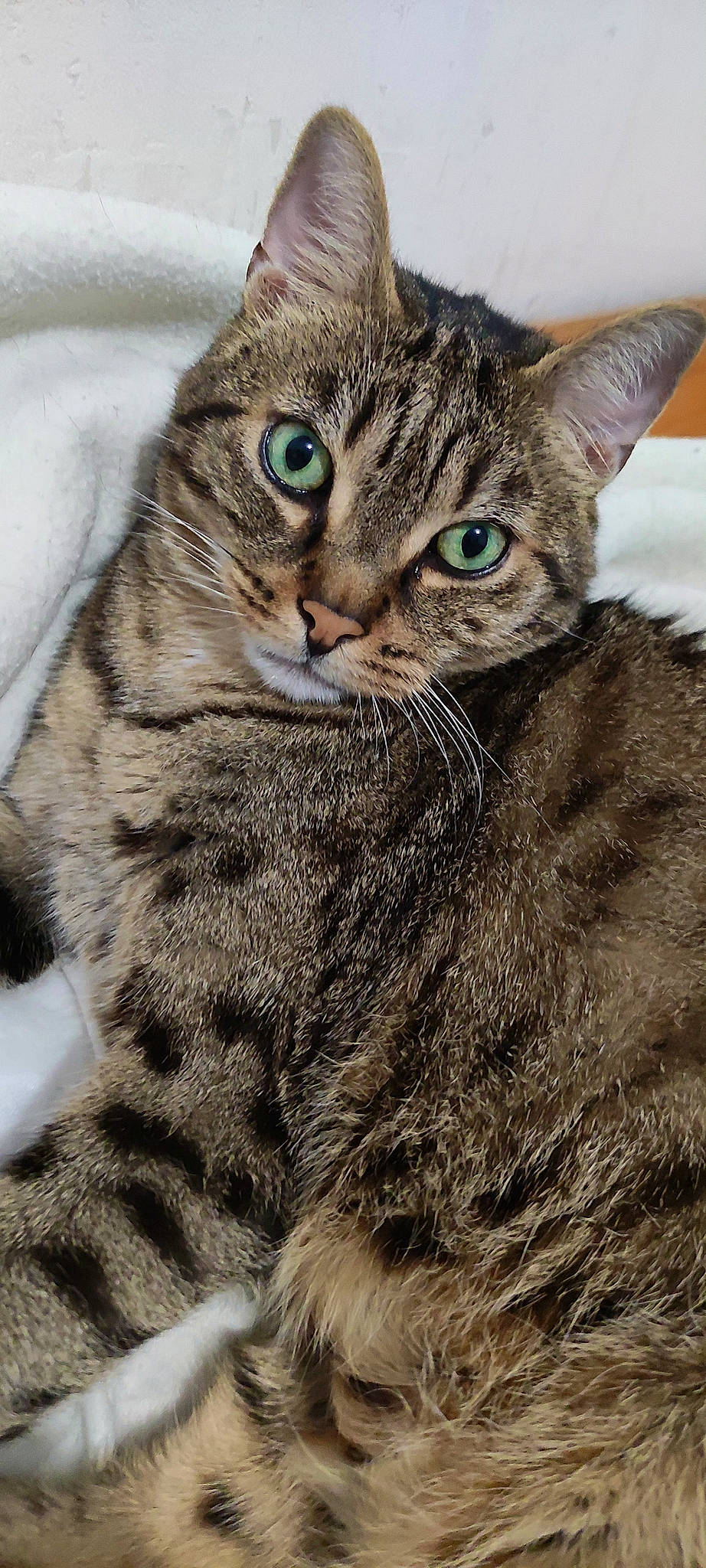 Groch' Tigrou a rejoint le concours — aidez-le/la à gagner de superbes lots ! carnivore, cat, claw, close_up, domestic_short_haired_cat, eye, felidae, fur, paw, small_to_medium_sized_cats, snout, terrestrial_animal, whiskers, wildlife