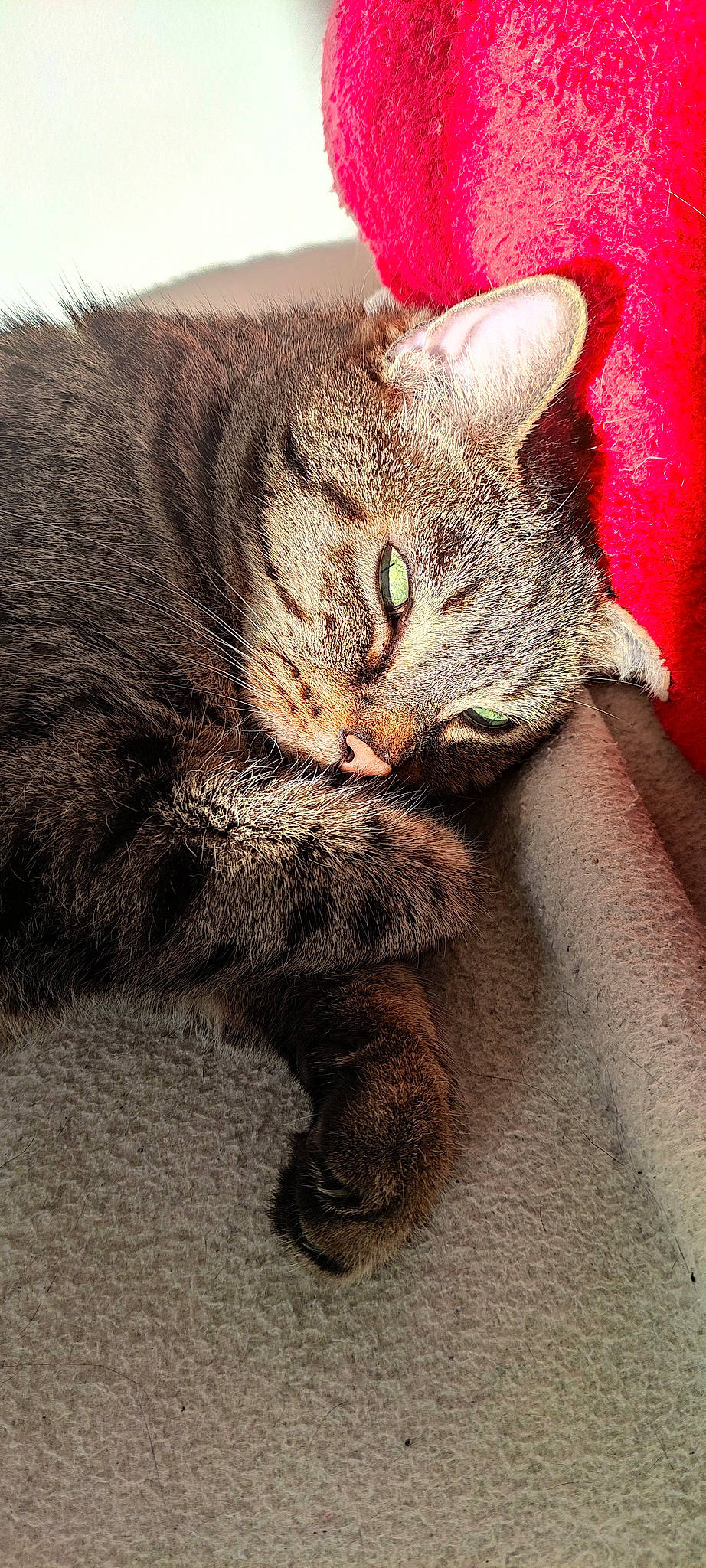 Groch' Tigrou a rejoint le concours — aidez-le/la à gagner de superbes lots ! carnivore, cat, claw, domestic_short_haired_cat, eye, felidae, fur, paw, photo_caption, sitting, small_to_medium_sized_cats, snout, tail, terrestrial_animal, whiskers, wildlife, window