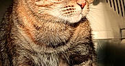 Krapule participe au concours pour gagner de l'argent avec cette photo : animal, cage, cat, close_up, cozy, domestic_cat, feline, fur_texture, green_eyes, indoor, looking_away, pet, pet_carrier, portrait, relaxed, resting, sitting, striped_fur, sunlight, tabby_cat