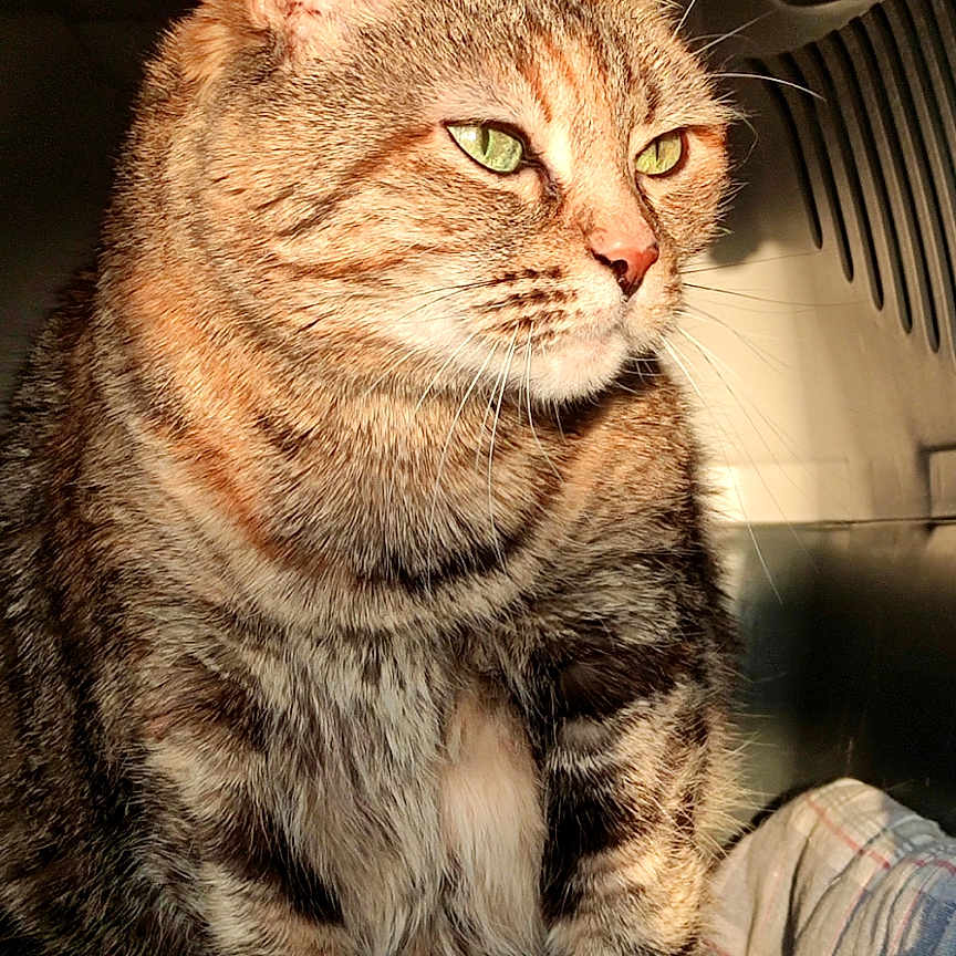 Krapule participe au concours pour gagner de l'argent avec cette photo : animal, cage, cat, close_up, cozy, domestic_cat, feline, fur_texture, green_eyes, indoor, looking_away, pet, pet_carrier, portrait, relaxed, resting, sitting, striped_fur, sunlight, tabby_cat