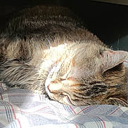 Krapule participe au concours pour gagner de l'argent avec cette photo : animal, cat, closeup, comfort, cozy, domestic_cat, ear, feline, fur, indoor, nap, peaceful, pet, plaid_blanket, resting, sleeping, soft, sunlight, tabby, whiskers