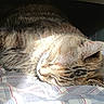 animal, cat, closeup, comfort, cozy, domestic_cat, ear, feline, fur, indoor, nap, peaceful, pet, plaid_blanket, resting, sleeping, soft, sunlight, tabby, whiskers